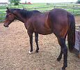 Bay Colt
