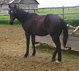 Black Colt