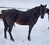 Black Colt