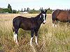 Bay Tobiano Colt