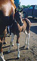 Bay Tobiano Colt