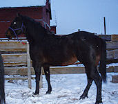 Black Colt