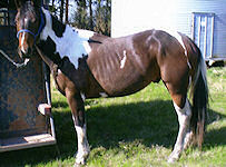 Bay Tobiano Colt