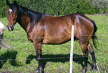 Living Water Paints and Quarters - Leo's Sugar Cactus