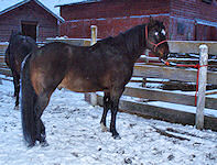Bay Colt