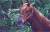 Living Water Paints and Quarters - Great Jacs Pistol
