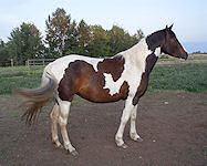 Living Water Paints and Quarters - Bay Tobiano Filly