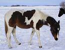 Living Water Paints and Quarters - Bay Tobiano Filly