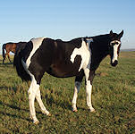 Pearly - Click for more info