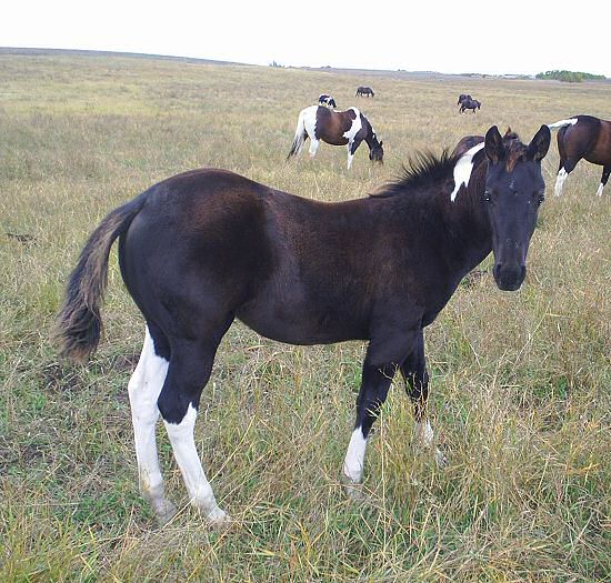 Paint & Quarter Horses For Sale 2007 APHA Black Tobiano mare
