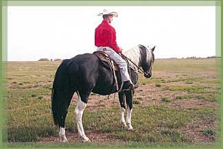 Cactus Bars McCue - APHA Homozygous Black Stallion